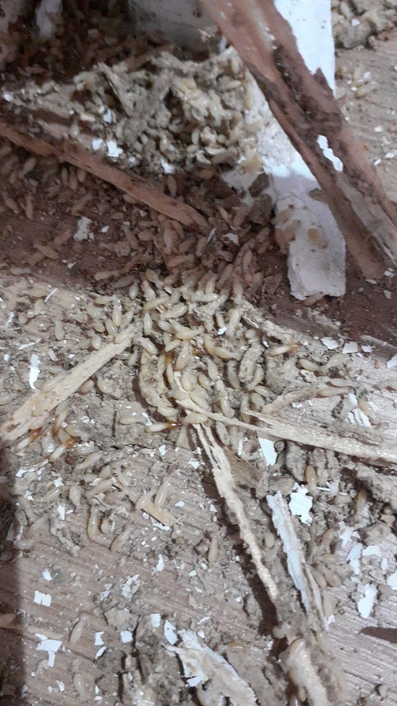 MD’LU